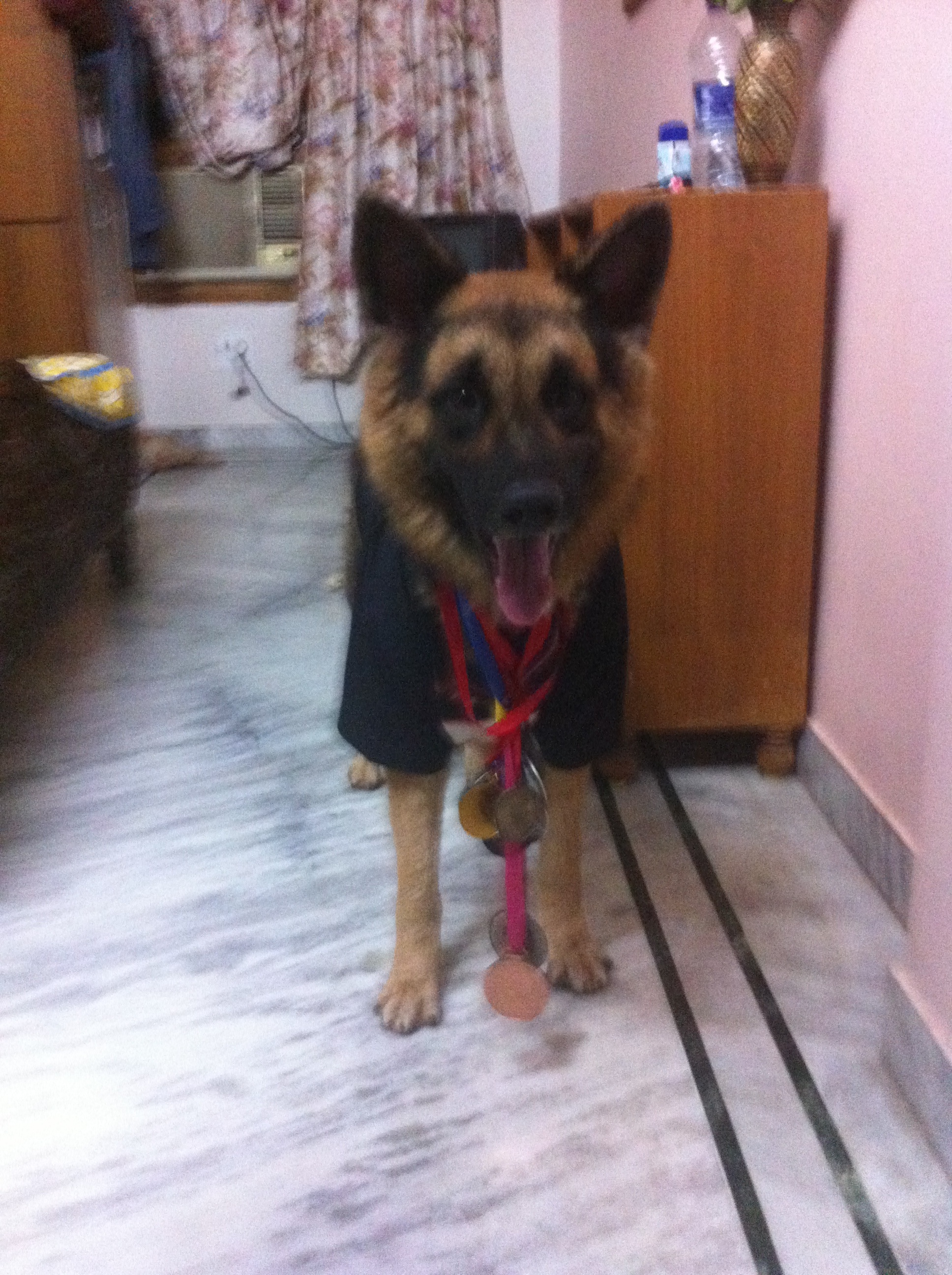 Bruno with medals for best dog award